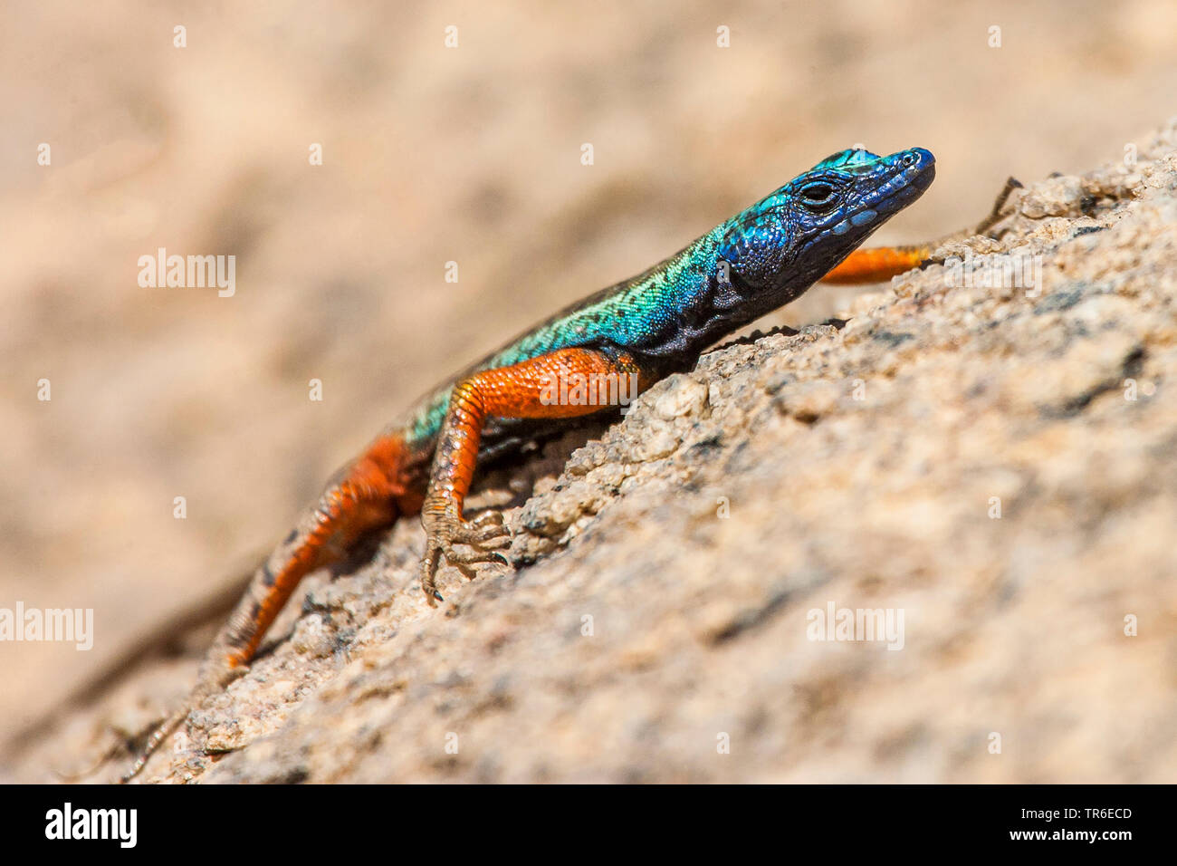 Augabie`s flache Eidechse (Platysaurus broadleyi), walking on the ground, side view, South Africa, Kalahari Gemsbok National Park Stock Photo